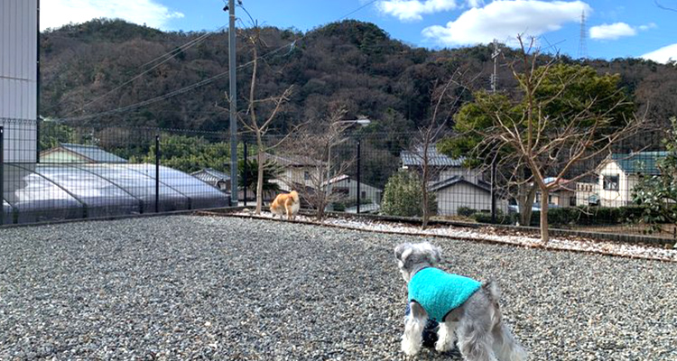 広々としたドッグラン